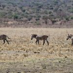 Bachelor males either live with groups of other bachelors or alone until old enough to challenge a stallion