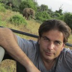 Adult male elephants spend their time in single-sex groups or alone