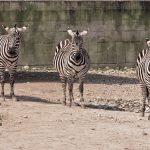 Crosses between zebras and other equines are called zony, zorse, zebroid, and zeedonk