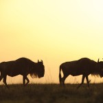Kenya offers wildlife spotting throughout the year