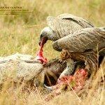 Vulture is a scavenging bird of prey