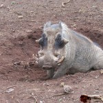 In Kenya, the habitats of wildlife animals range from the Wetlands to Forest areas to Savannah