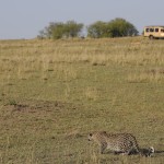 Open safari vehicles allow for fantastic views