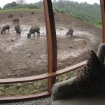 "The Big 5" are regularly seen on a standard Kenya safari