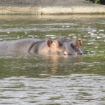 It sure is a sight to see animals in their natural habitats and in their elements in Kenya