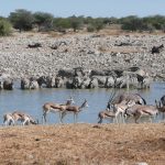 The adult males of Grevy's zebra live alone