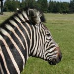 Grevy's zebra is an inhabitant of northern Kenya and Ethiopia