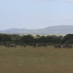 Meru and Samburu in the northern Kenya are home to some interesting localised country species