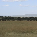 Kenya offers quality wildlife spotting throughout the year