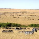 Zebras have excellent hearing