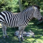 The largest type of zebras are Grévy's zebra