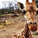 The foals of Grevy's zebra stay with their mothers