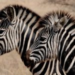 Zebras are polyphyletic