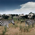 Wildebeest and Zebras in Maasai Mara, analogue Shot from 1995