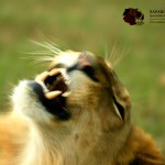 Some male lions exceed 250kg in weight