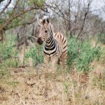 The three species of zebras are the plains zebras, the mountain zebras and the Grevy's zebra