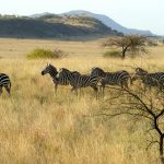 A group of zebras standing together appear as one mass of flickering stripes to the predators making it more difficult for them to pick out a target