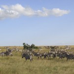 Zebras prefer to graze with each other