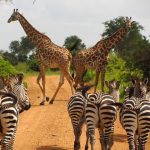 A zebra's ears stand erect when it is in a tense, calm, or friendly mood