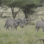 Zebras have a herd mentality