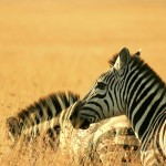 Zebras will only sleep in the company of others so that they can warn each other of predators