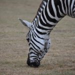 Habitat destruction and hunting has severely impacted zebra population