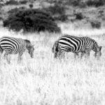 A baby zebra is called foal