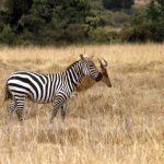 Grant's zebra is a type of plains zebra