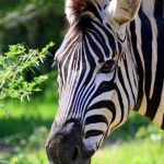 Grevy's zebra is endangered