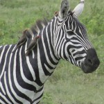 Zebras have a symbiotic relationship with some birds