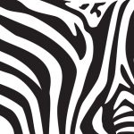 When zebras move the stripes confuse biting insects and predators