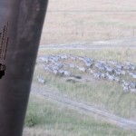 Balloon rides provide opportunities to view animals in locations prohibited to vehicular movement