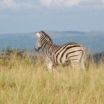 Zebra is closely related to horses, donkeys, and asses