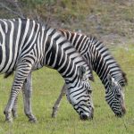 In captivity, crosses between other equines and zebras have produced several distinct hybrids