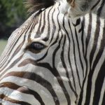 The mountain zebra tends to have a sleek coat