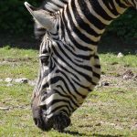 Habitat destruction has severely impacted zebra population