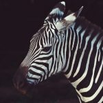 Mountain zebra and the Grevy's zebra are endangered