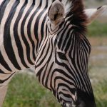 Grevy's zebra is an inhabitant of Ethiopia and northern Kenya