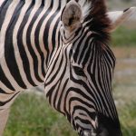 Grevy's zebra is an inhabitant of Ethiopia and northern Kenya
