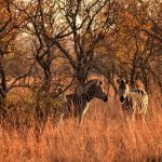 Zebras sleep standing up