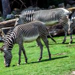 Zebra's stripes are vertical on the neck, head, forequarters, and main body