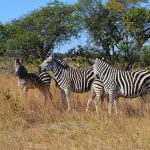 The stripes of a zebra confuse predators by motion dazzle