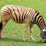 Grevy's zebra is an inhabitant of the grasslands of Ethiopia and northern Kenya