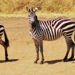 The etymology of the name "zebra" is unknown