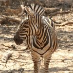 A zebras has a slight resemblance an ass