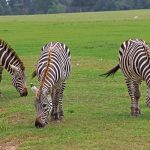 The traditional hypotheses of the evolution of the stripes of zebras relates to camouflage