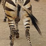 Predators and bitings insets are confused by the stripes of a moving zebra