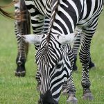 Hunting has severely impacted zebra population
