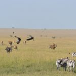 A zebra's ears stand erect when it is in a tense, calm, or friendly mood and are pushed forward when it is frightened