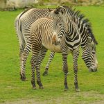 The camouflage hypotheses of the evolution of zebra's stripes has been contested because the predators of a zebra cannot see well at a distance